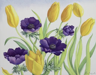 Tulips and Anemones